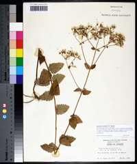 Ageratina aromatica image