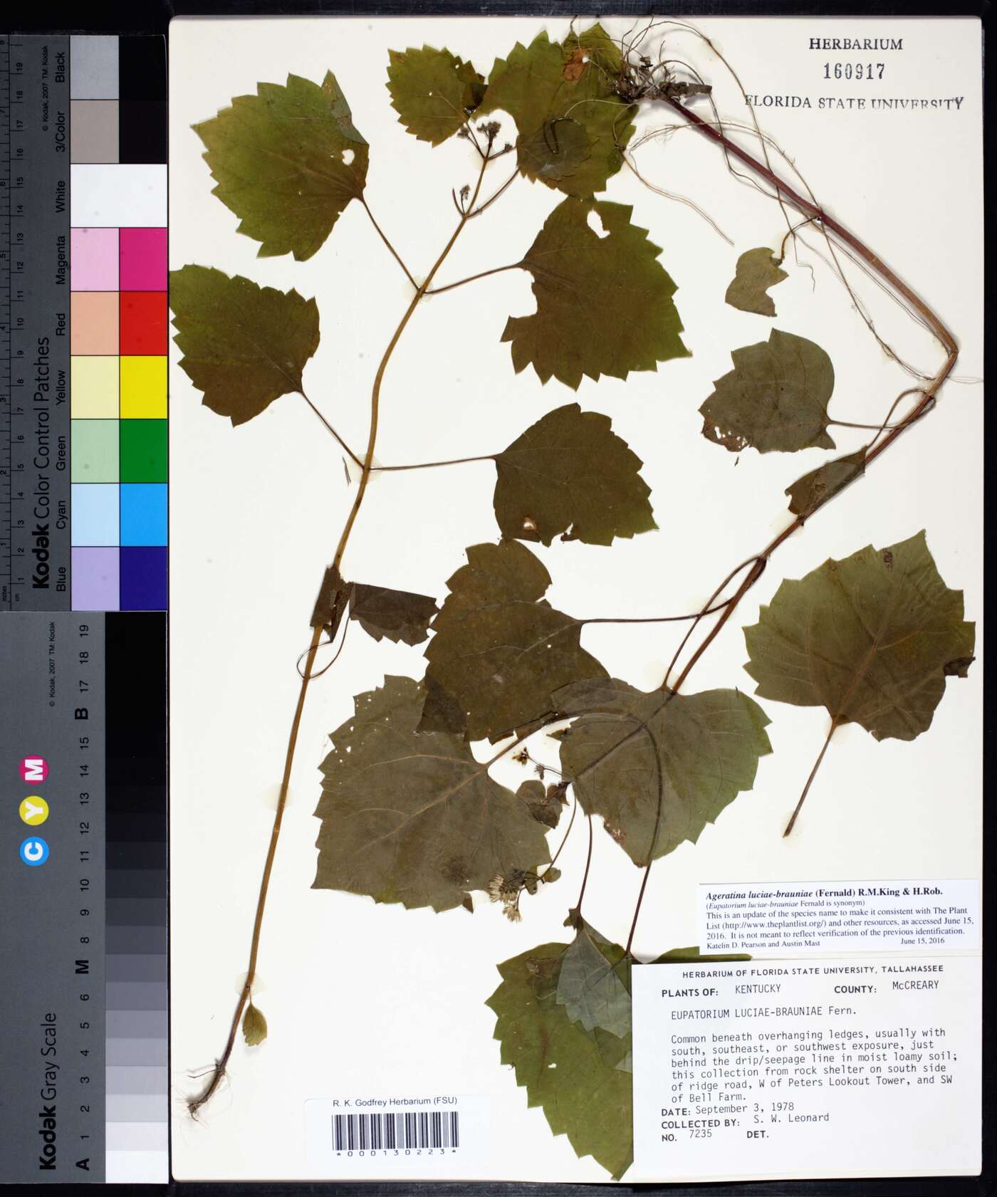 Ageratina luciae-brauniae image