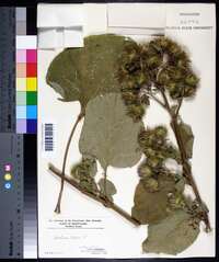 Arctium lappa image