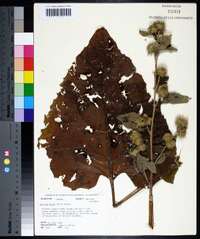 Arctium minus image