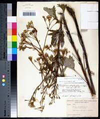 Arnoglossum atriplicifolium image