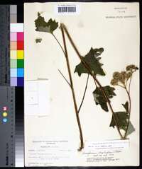 Arnoglossum atriplicifolium image