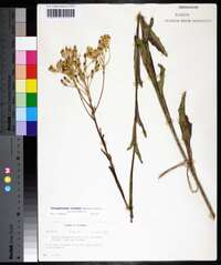 Arnoglossum ovatum image