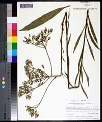 Arnoglossum ovatum image