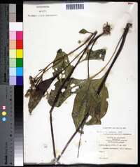 Arnoglossum plantagineum image