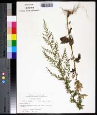 Artemisia annua image