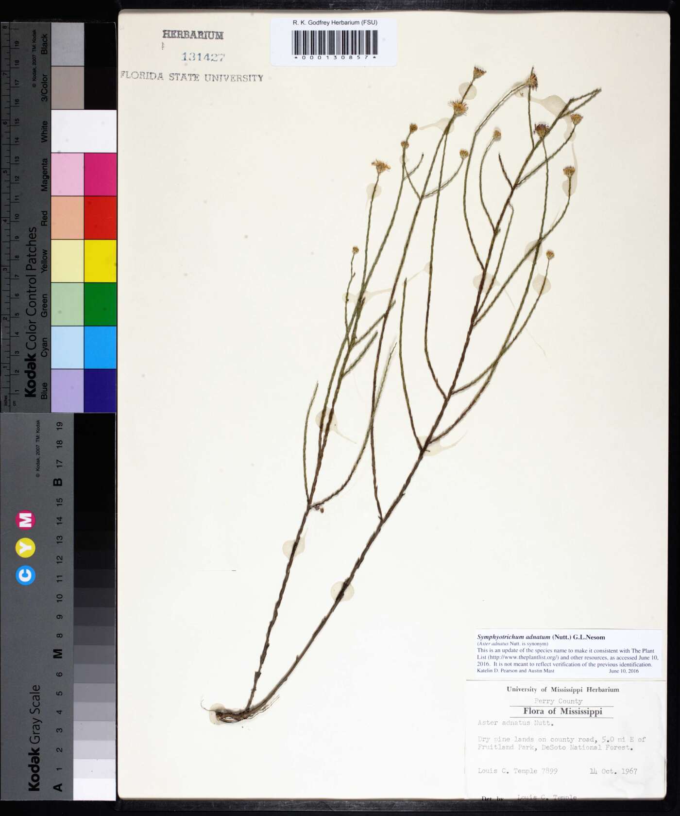 Symphyotrichum adnatum image