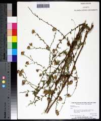 Symphyotrichum patens image