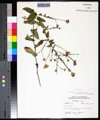 Symphyotrichum patens image