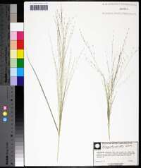 Eragrostis elliottii image