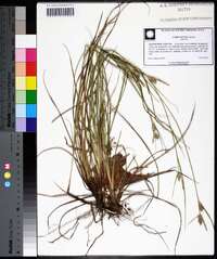 Carex tenax image