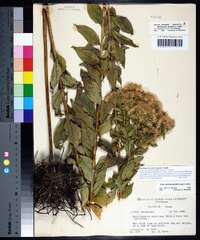 Doellingeria sericocarpoides image