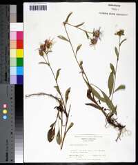 Aster spectabilis image