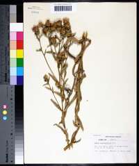 Aster spectabilis image