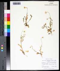 Astranthium integrifolium var. triflorum image