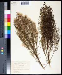 Baccharis angustifolia image