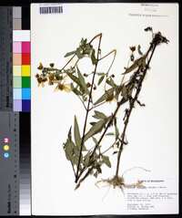 Bidens aristosa image