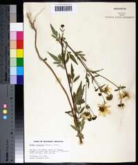 Bidens aristosa image