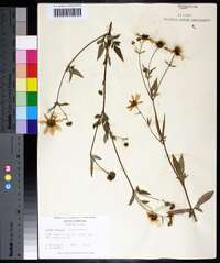 Bidens aristosa image