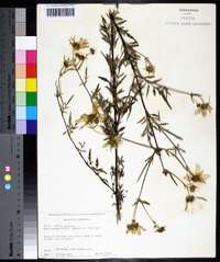 Bidens aristosa image