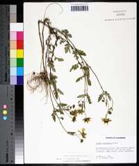 Bidens aristosa image