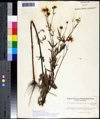 Bidens aristosa image