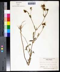 Bidens aristosa image