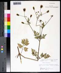 Bidens bipinnata image