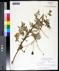 Bidens bipinnata image