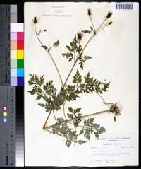 Bidens bipinnata image