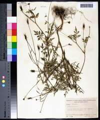 Bidens bipinnata image