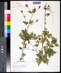 Bidens bipinnata image