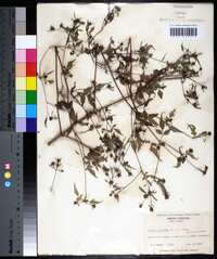 Bidens discoidea image