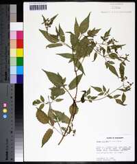 Bidens discoidea image