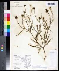 Bidens trichosperma image