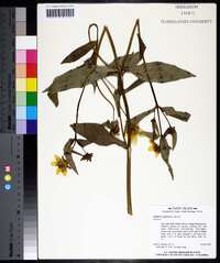 Bidens laevis image