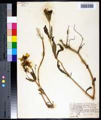 Bidens laevis image