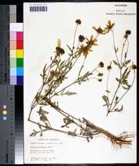 Bidens polylepis image