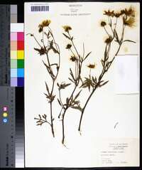 Bidens polylepis image