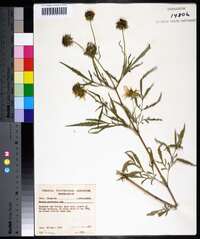 Bidens polylepis image