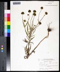 Bidens polylepis image