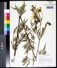 Bidens polylepis image