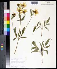 Bidens polylepis image