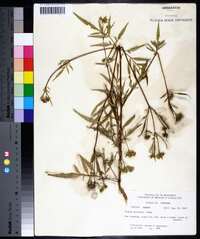 Bidens polylepis image