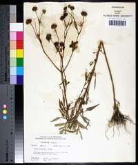 Bidens polylepis image