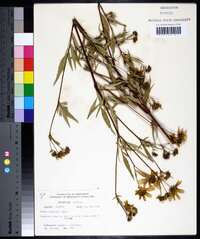 Bidens polylepis image