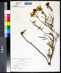 Bidens polylepis image