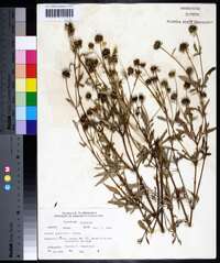 Bidens polylepis image