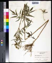 Bidens polylepis image