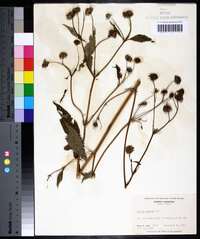 Bidens connata image